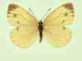 Pieris napi female (aberrant form sulphurea) (Internet Image property of respective owner, non-commercial use only)